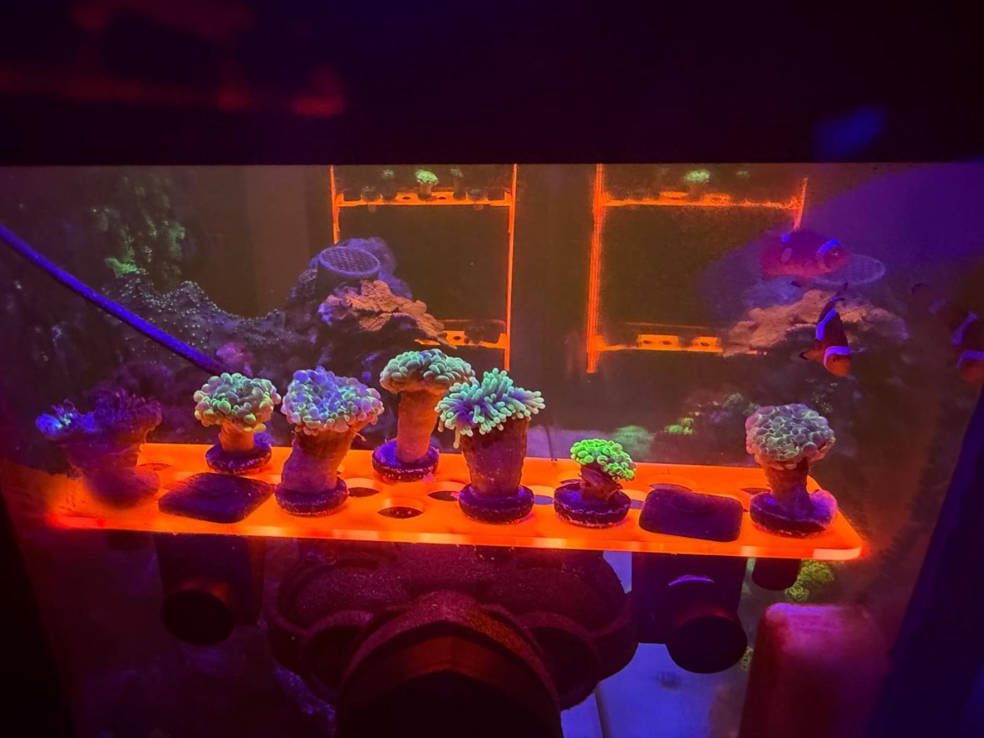 Custom orange frag rack in a reef tank with colorful corals